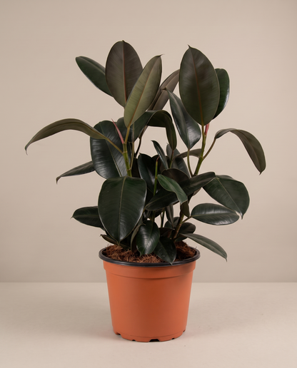 Rubber plant in a grow pot, three-quarter