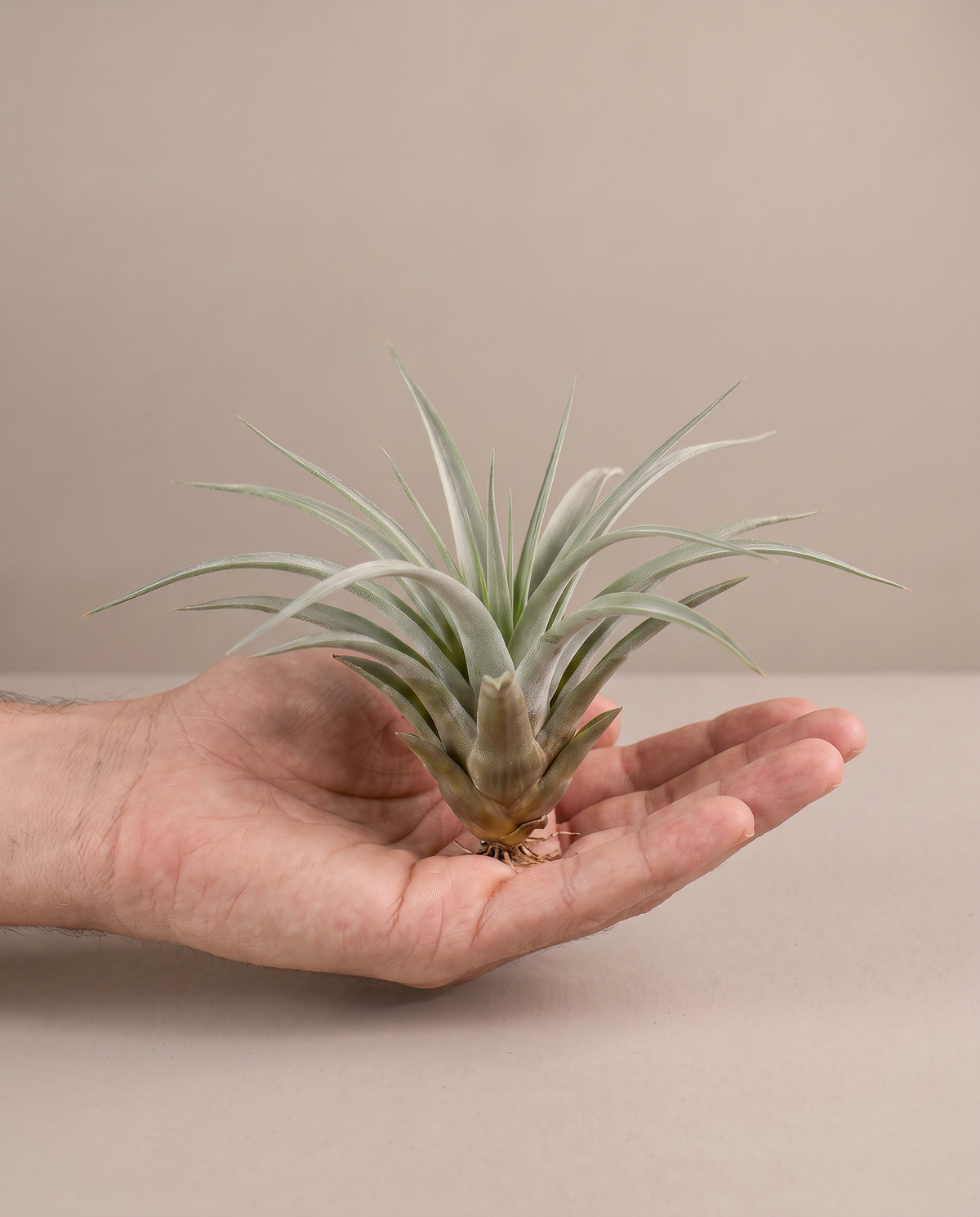 Tillandsia Multifloral, hand for scale
