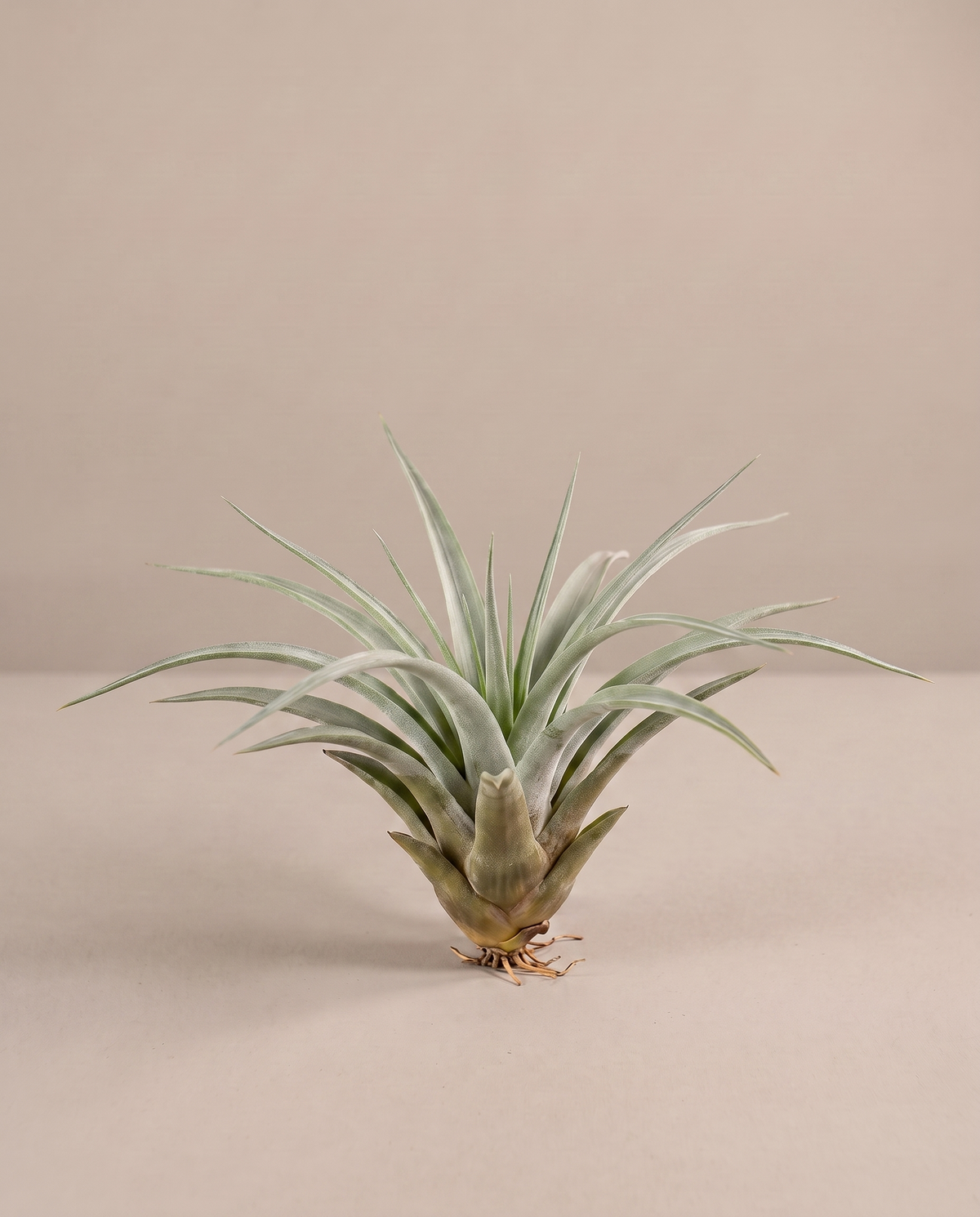 Tillandsia Multifloral, three-quarter, no pot