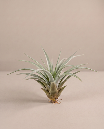 Tillandsia Multifloral, three-quarter, no pot
