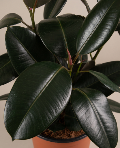 Rubber plant leaves, close-up