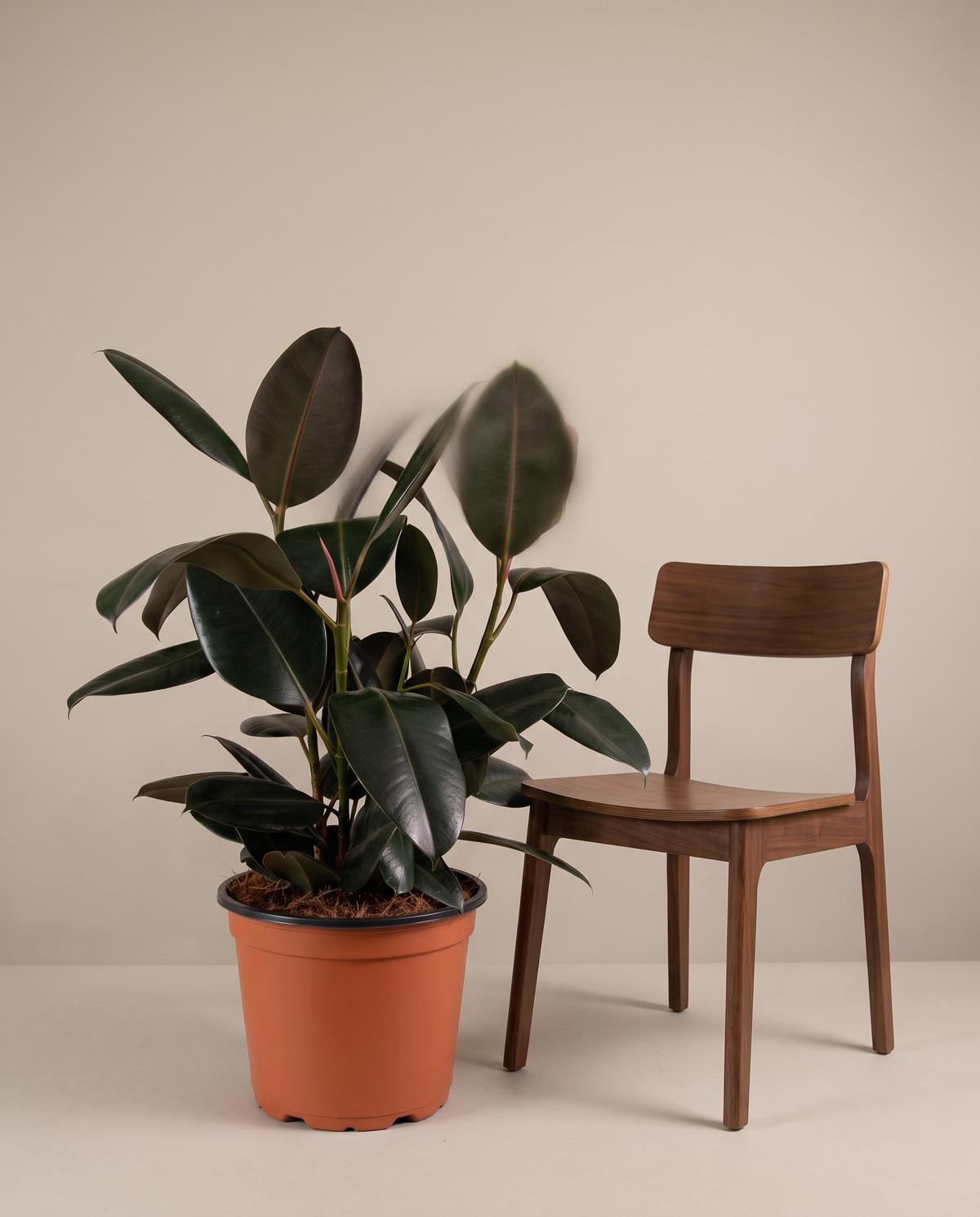Rubber plant in a grow pot, furniture for scale