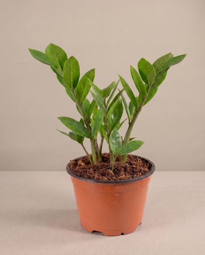 ZZ plant in a grow pot, three-quarter, Medium