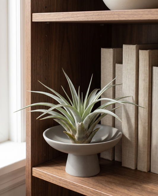 Tillandsia Multifloral on a stone display, dish not included