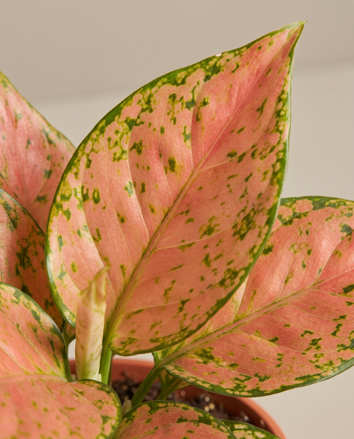Aglaonema leaves, close-up