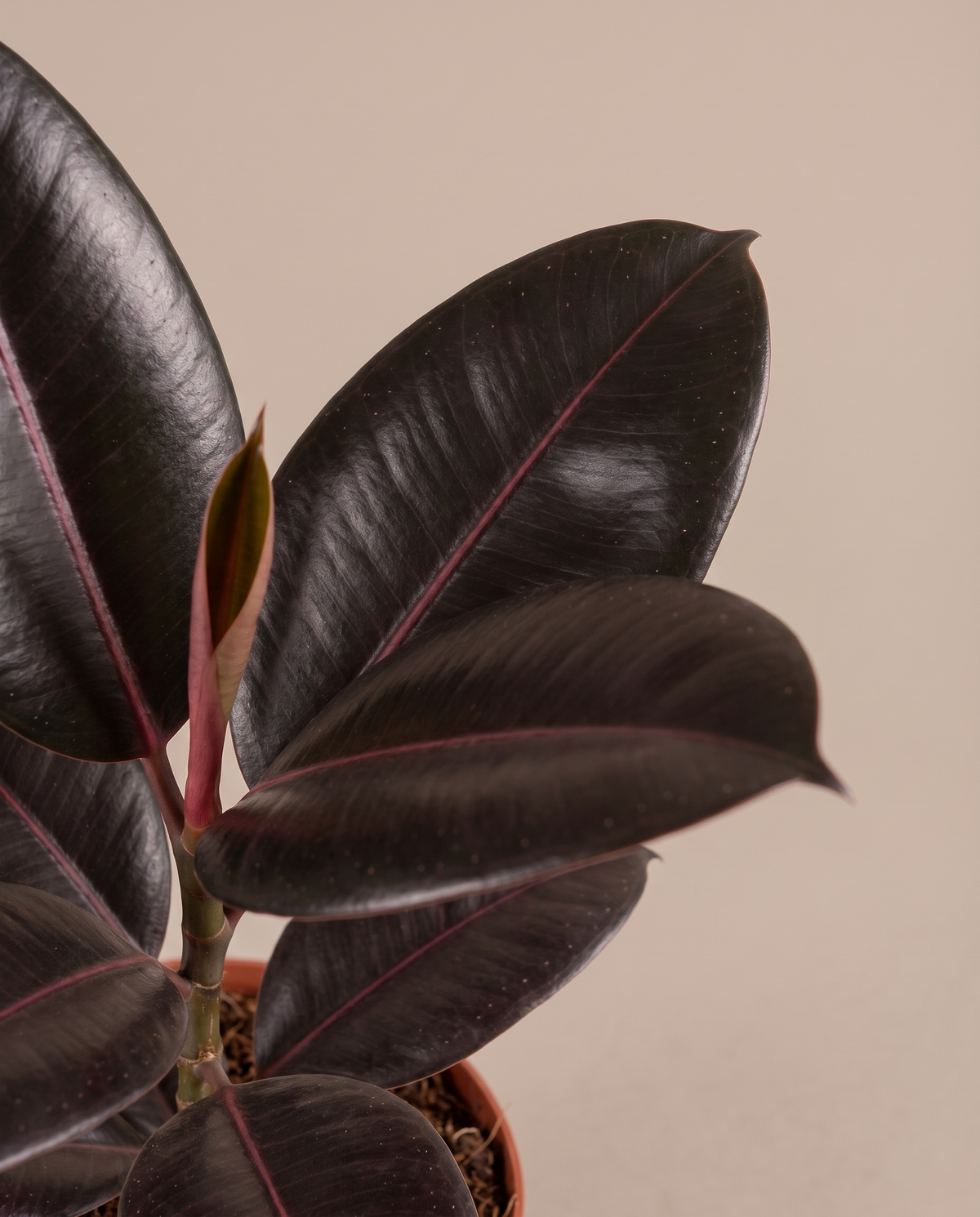 Ficus rubber plant leaves, close-up