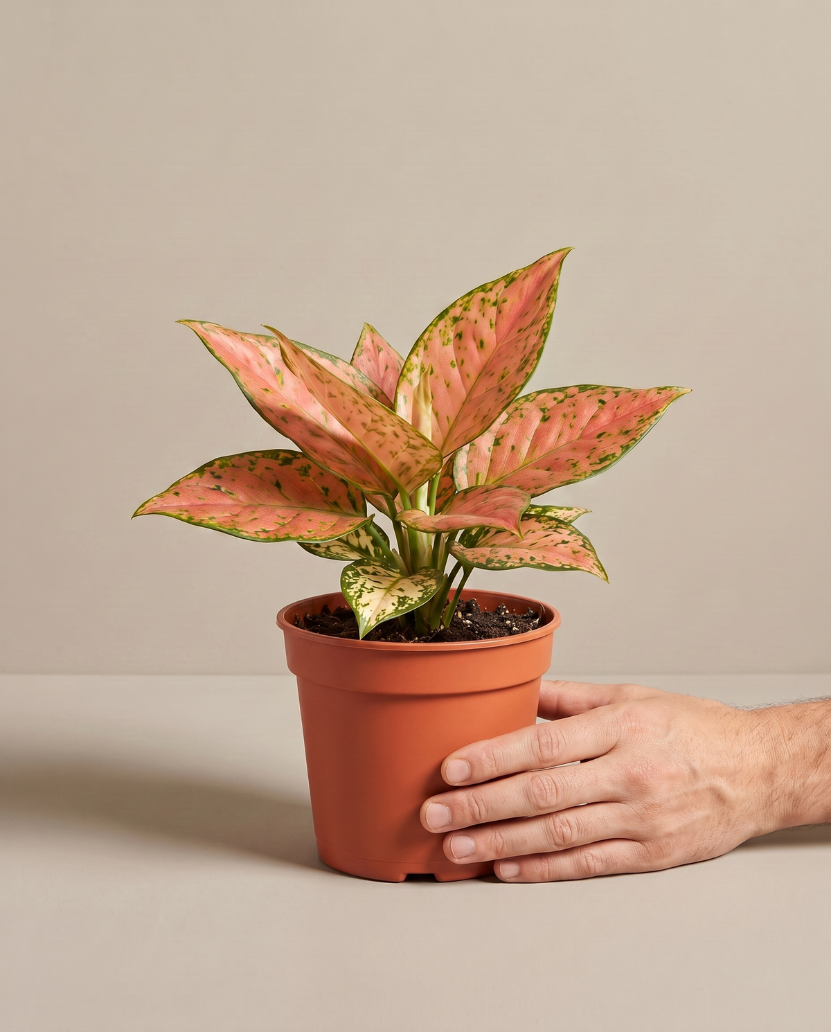 Aglaonema in a grow pot, hand for scale