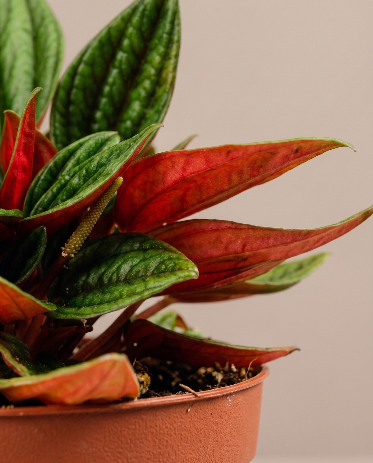 Peperomia Rosso leaves, close-up