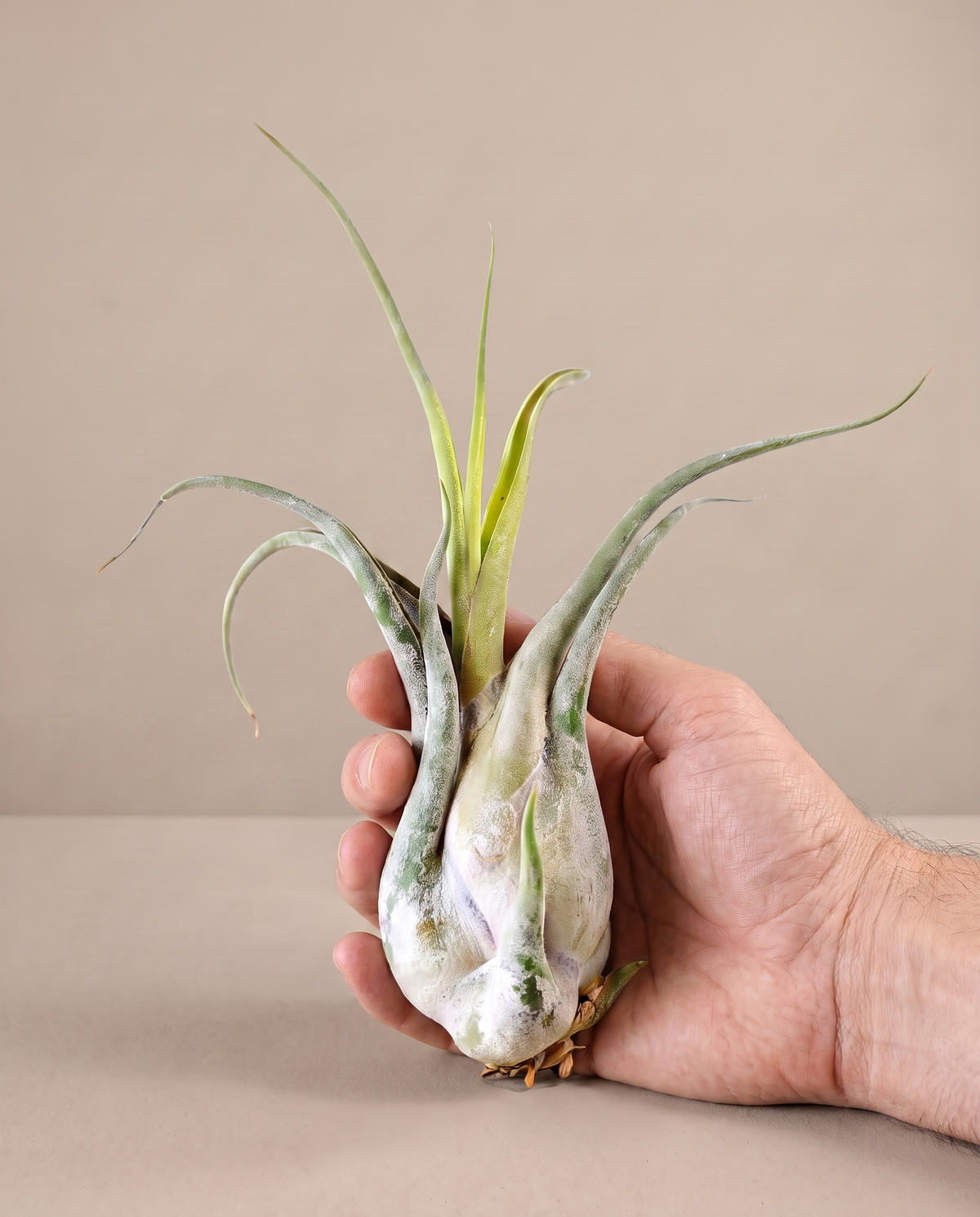 Tillandsia Caput Medusae, hand for scale