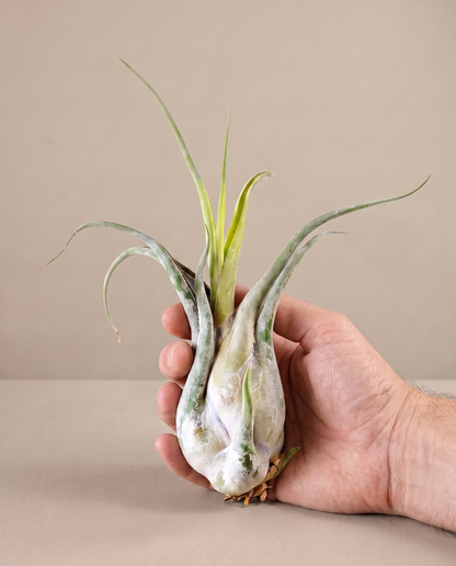 Tillandsia Caput Medusae, hand for scale