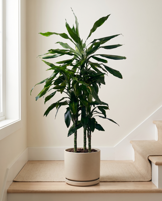 Dracaena Green in a decorative ceramic, styled in a room