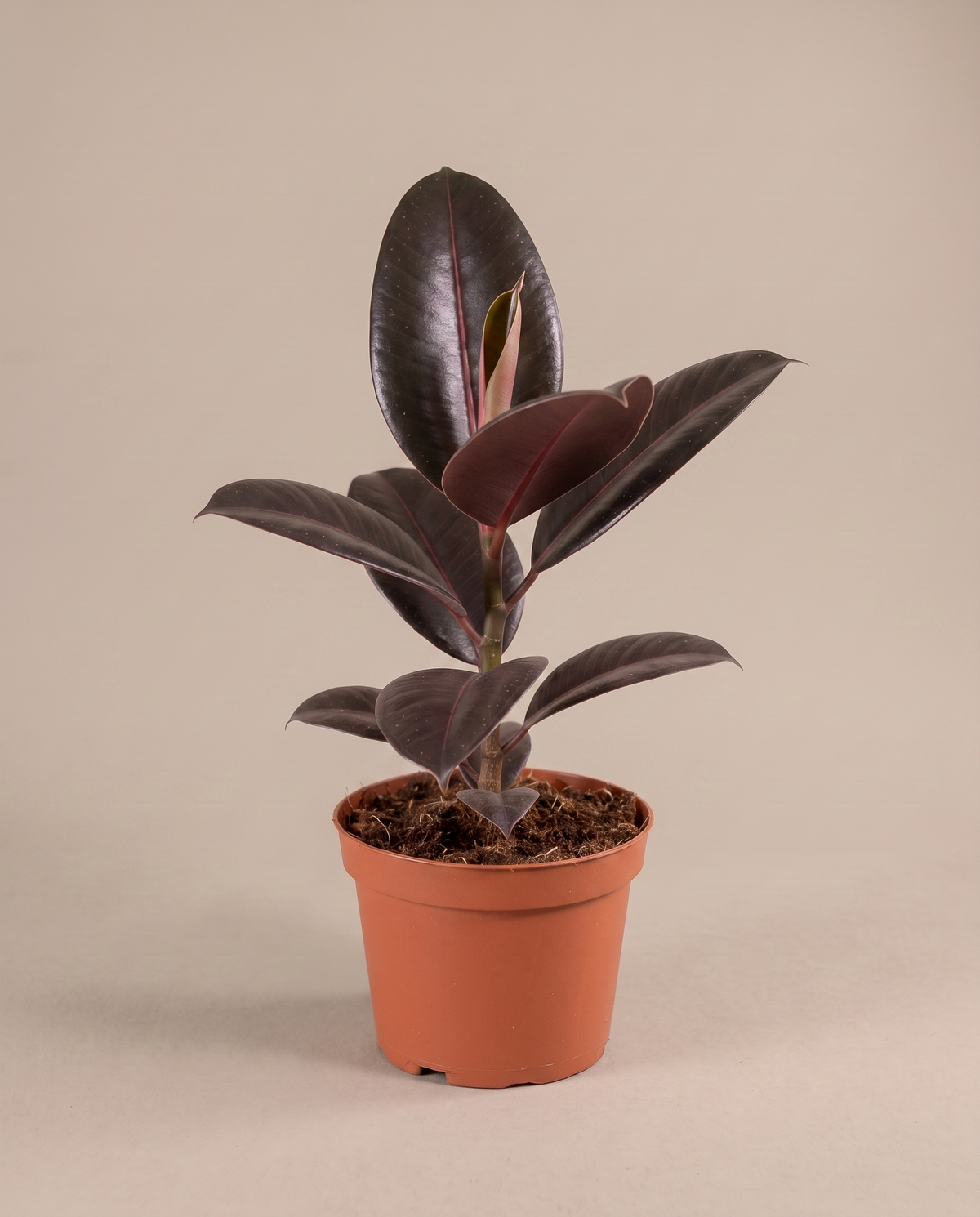 Ficus rubber plant in a grow pot, three-quarter, Medium