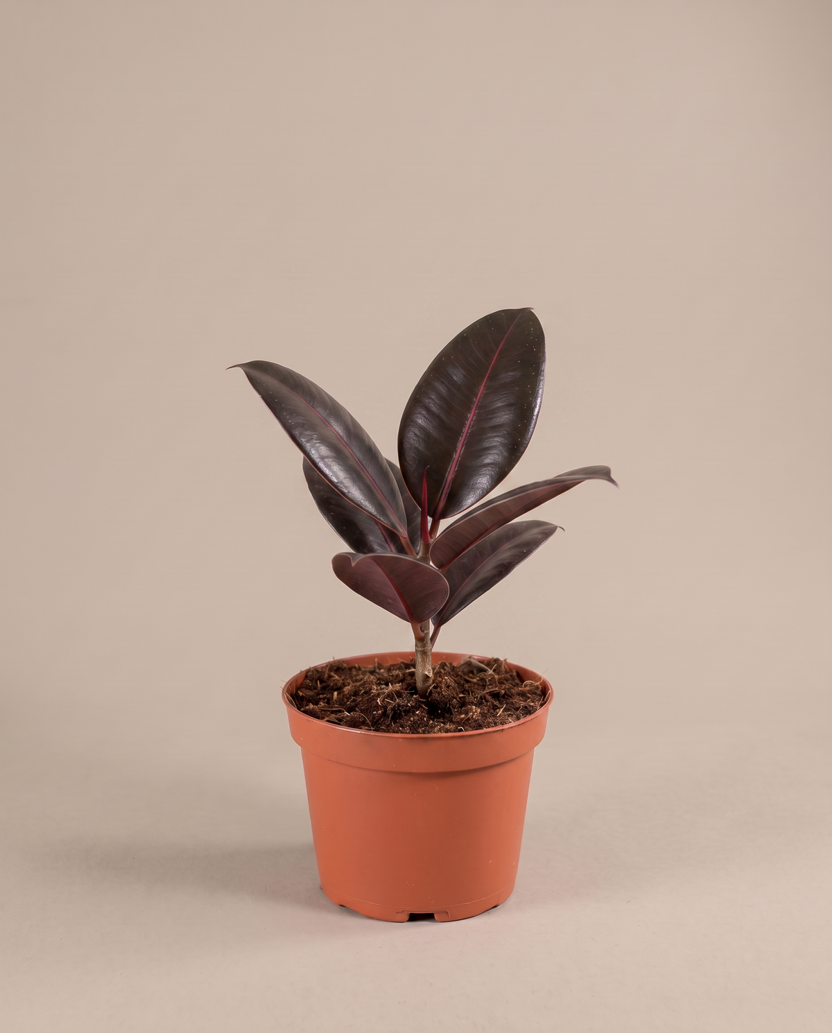Ficus rubber plant in a grow pot, front studio, Small