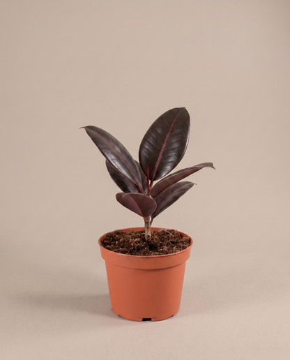 Ficus rubber plant in a grow pot, front studio, Small