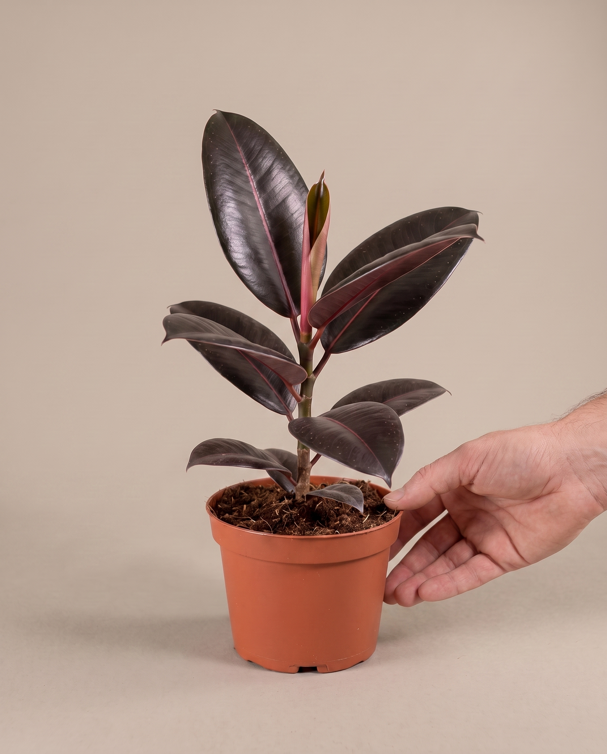 Ficus rubber plant in a grow pot, hand for scale, Medium