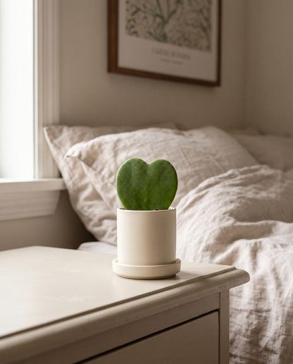 Hoya heart in a decorative ceramic, styled in a room