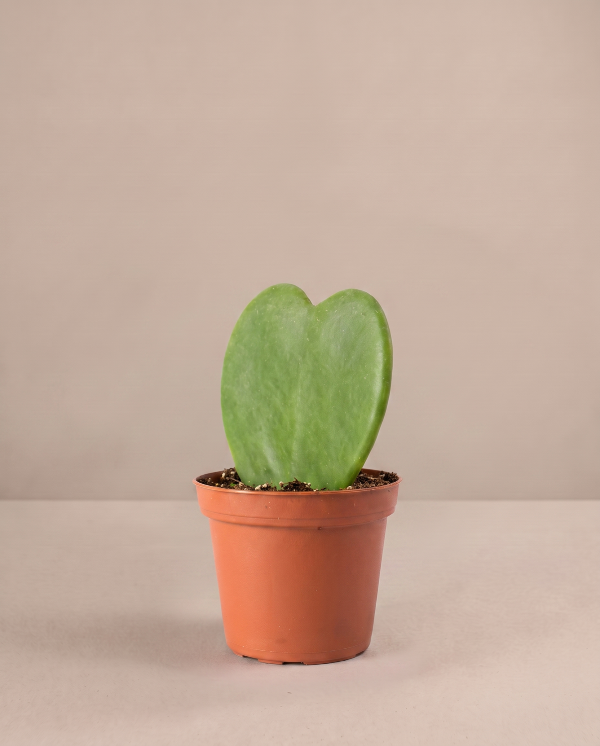 Hoya heart in a grow pot, three-quarter