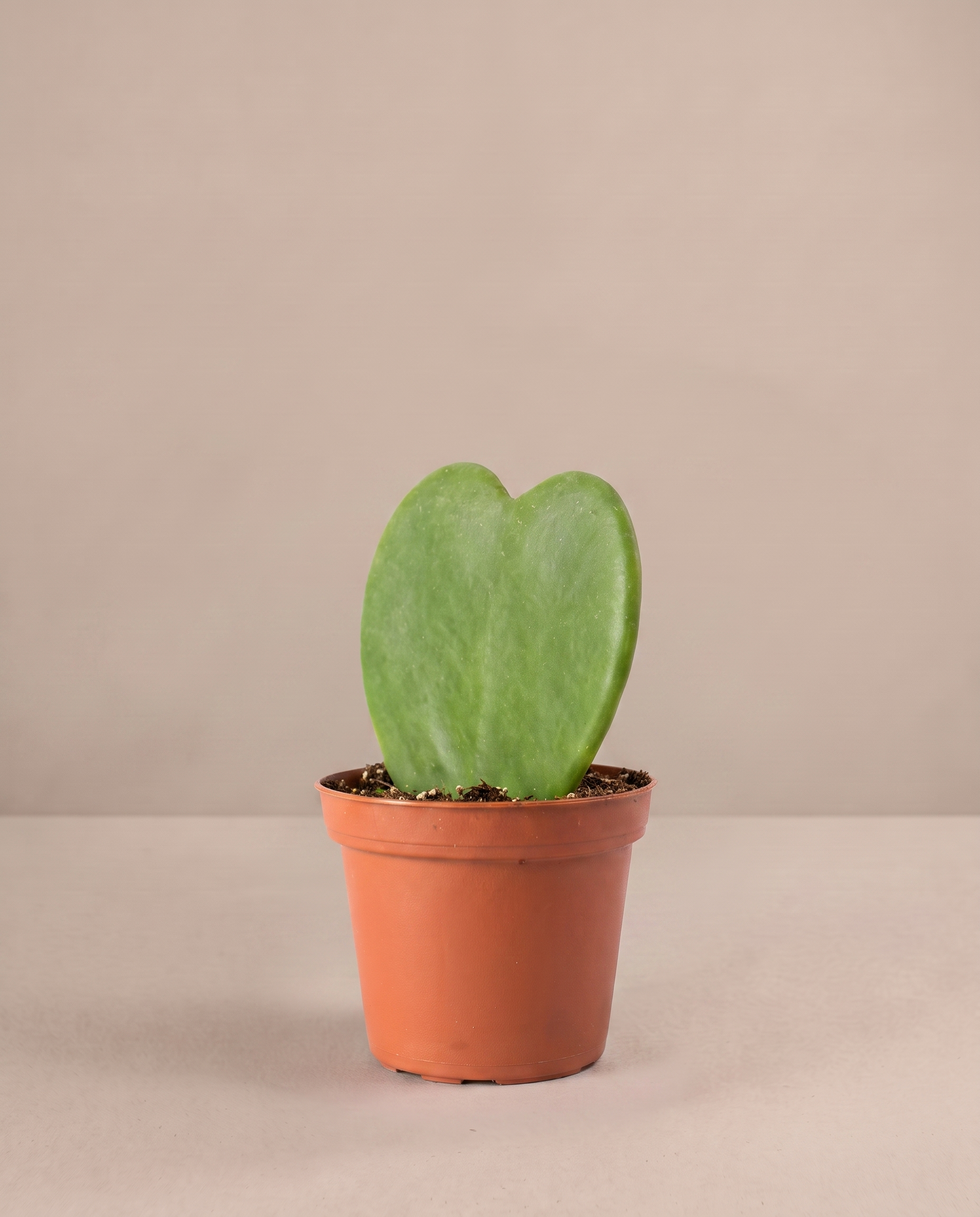 Hoya heart in a grow pot, three-quarter