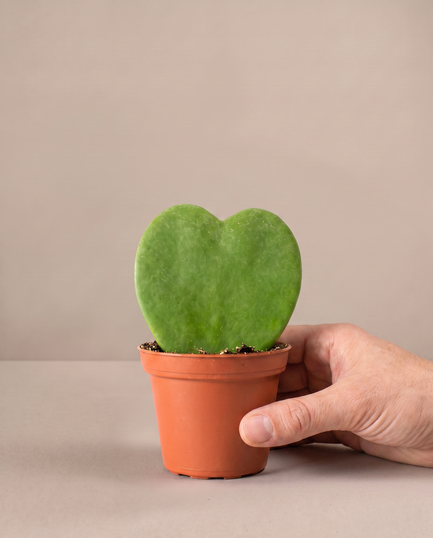 Hoya heart in a grow pot, hand for scale