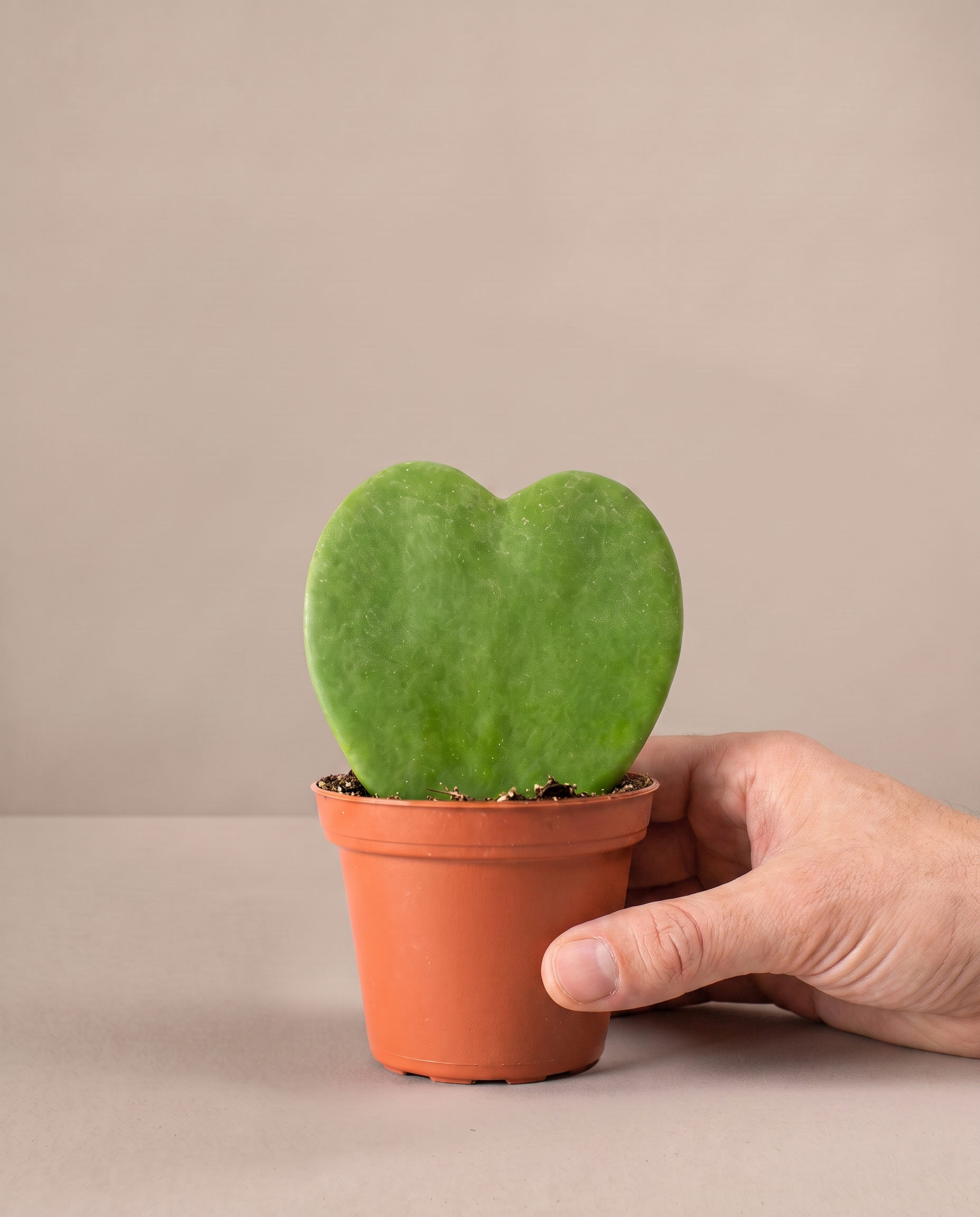 Hoya heart in a grow pot, hand for scale