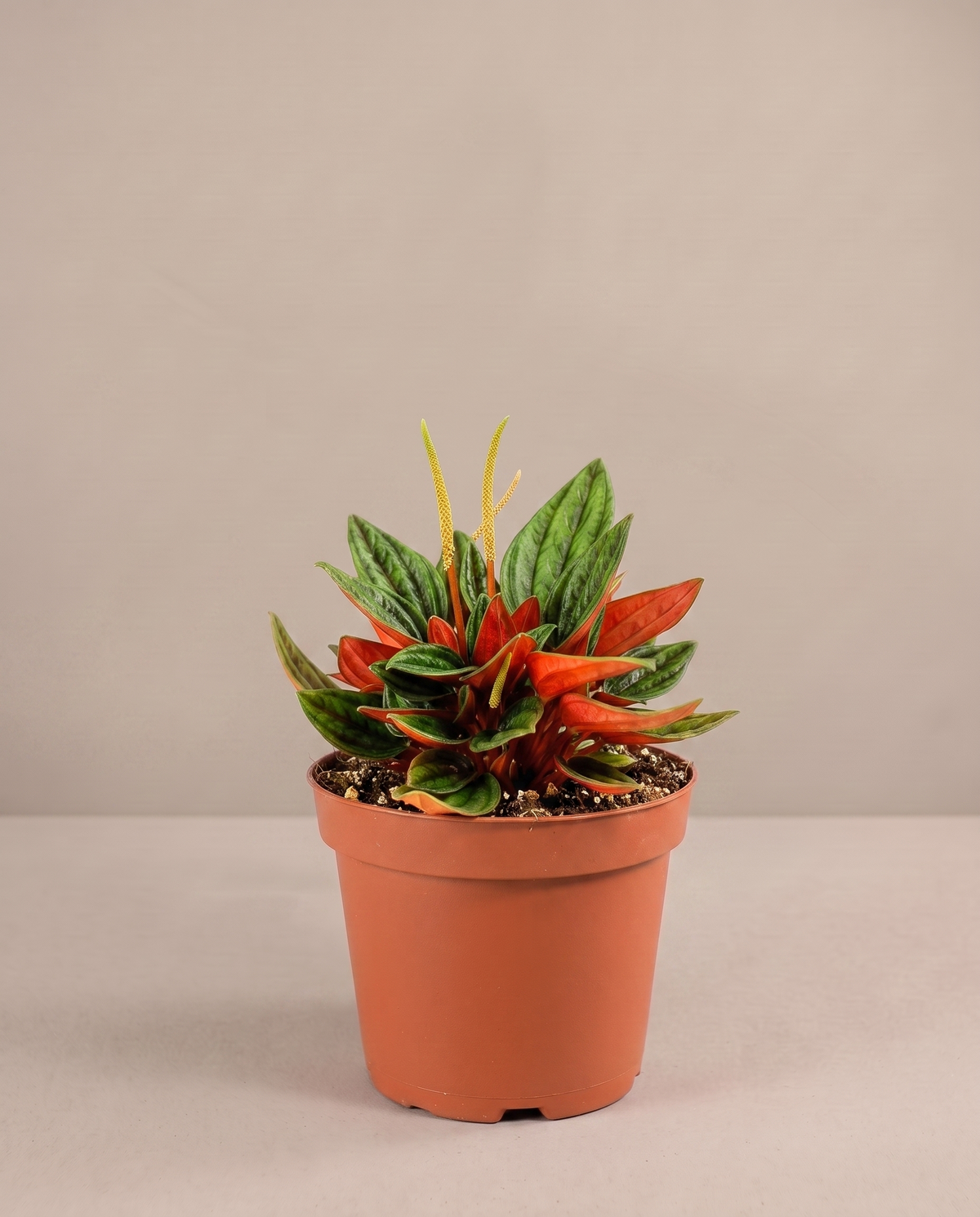 Peperomia Rosso in a grow pot, three-quarter, Small