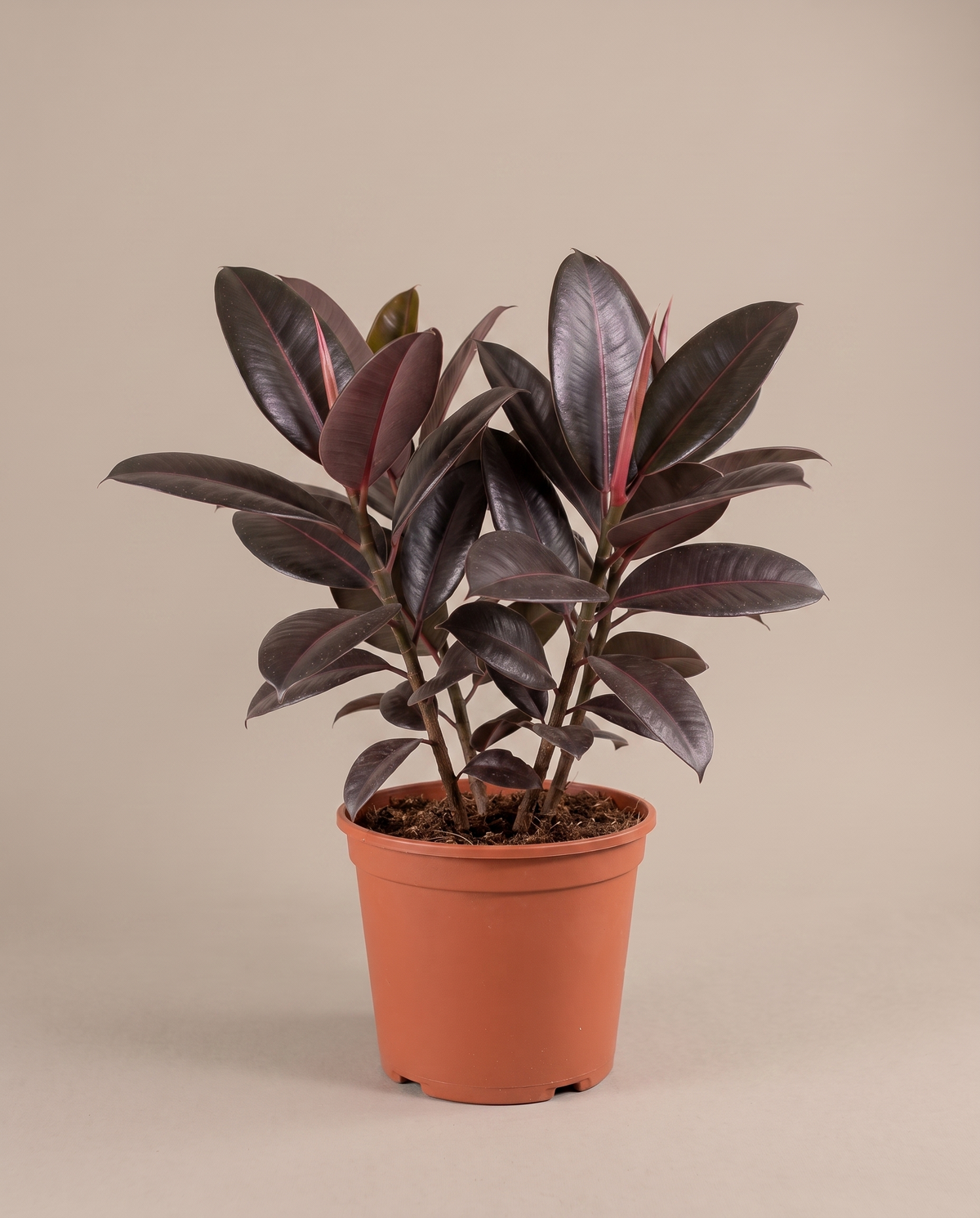 Ficus rubber plant in a grow pot, front studio, Large