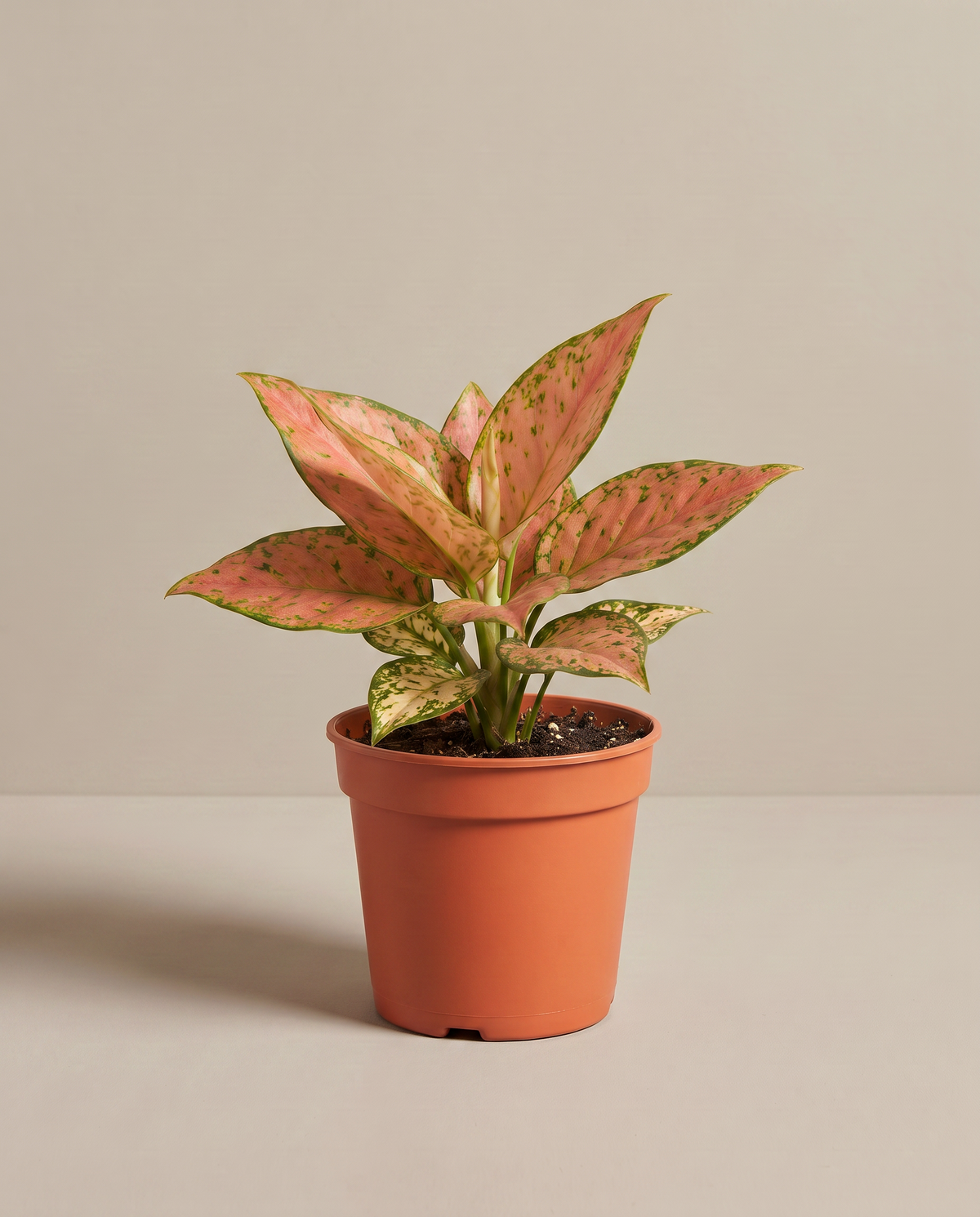 Aglaonema in a grow pot, three-quarter
