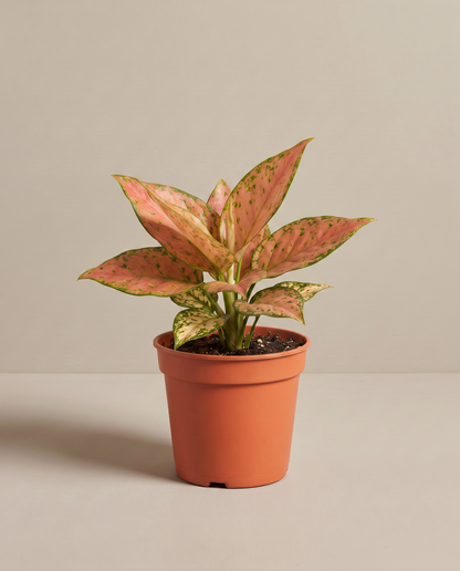 Aglaonema in a grow pot, three-quarter