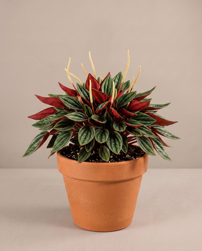 Peperomia Rosso in a grow pot, front studio, Medium