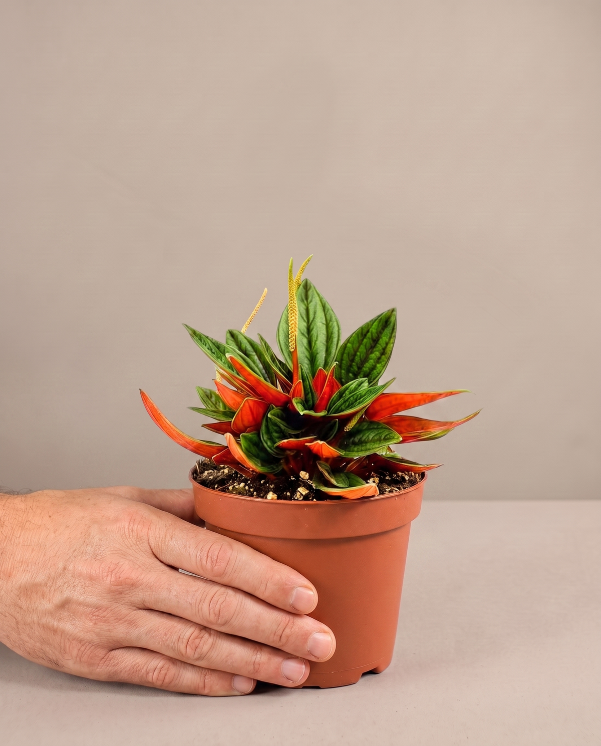 Peperomia Rosso in a grow pot, hand for scale, Small
