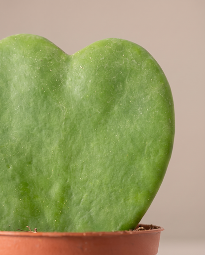Hoya heart leaf, close-up