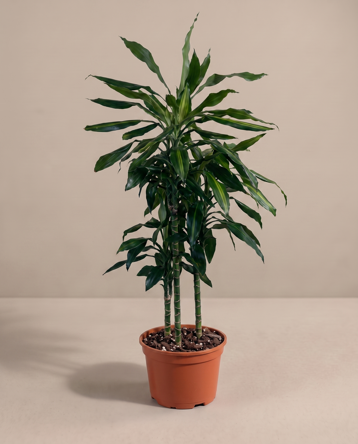 Dracaena Green in a grow pot, three-quarter