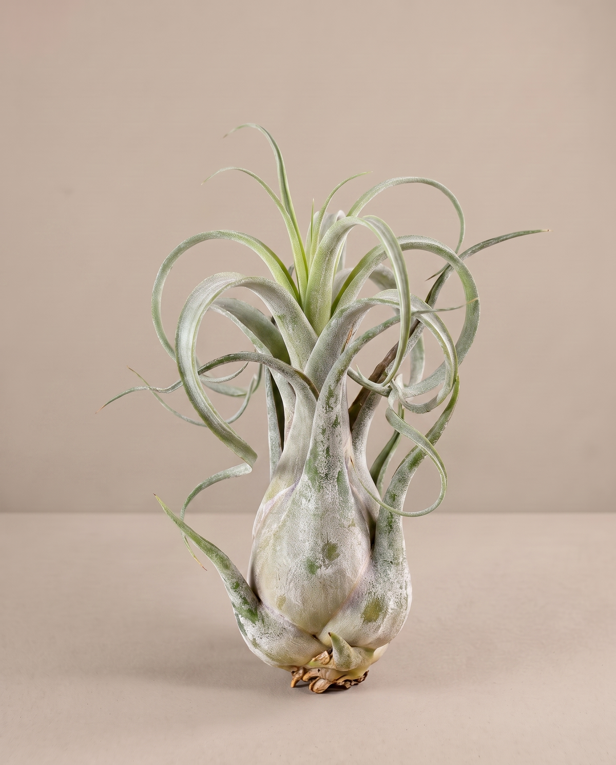 Tillandsia Caput Medusae, three-quarter, no pot