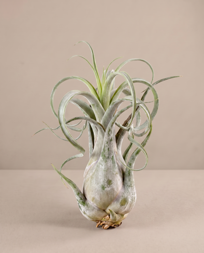 Tillandsia Caput Medusae, three-quarter, no pot