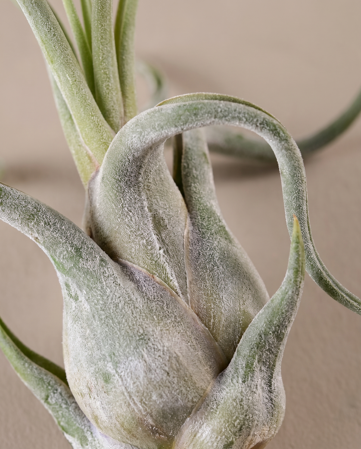 Tillandsia Caput Medusae, close-up