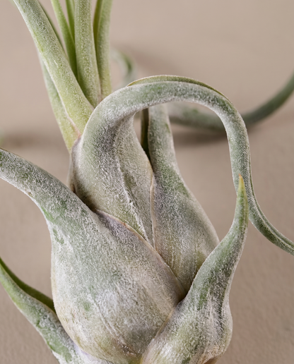 Tillandsia Caput Medusae, close-up