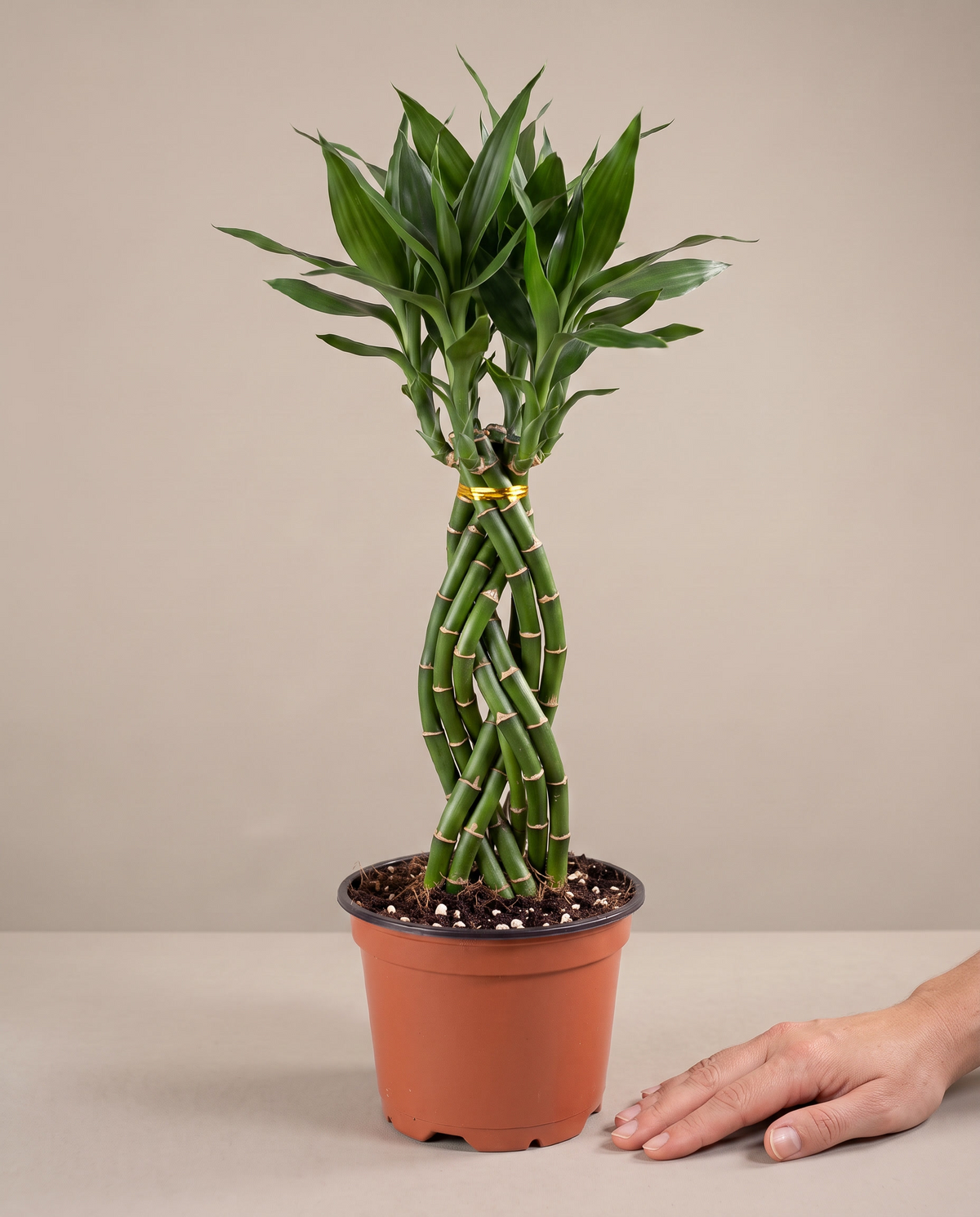 Cobra bamboo in a grow pot, hand for scale, Large 9 stems