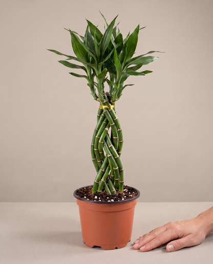 Cobra bamboo in a grow pot, hand for scale, Large 9 stems