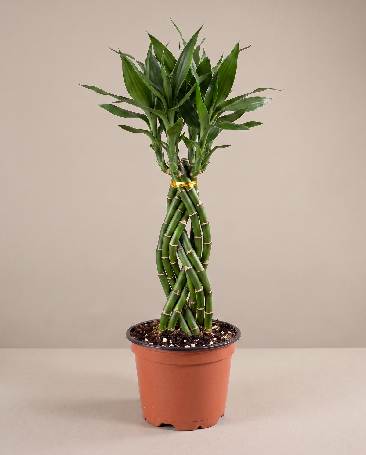 Cobra bamboo in a grow pot, three-quarter, Large 9 stems