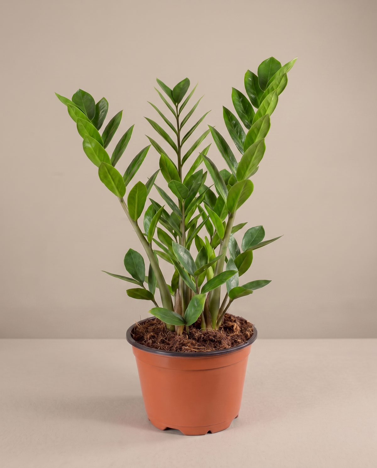 ZZ plant in a grow pot, front studio, Large