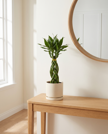 Cobra bamboo in a decorative ceramic, styled in a room