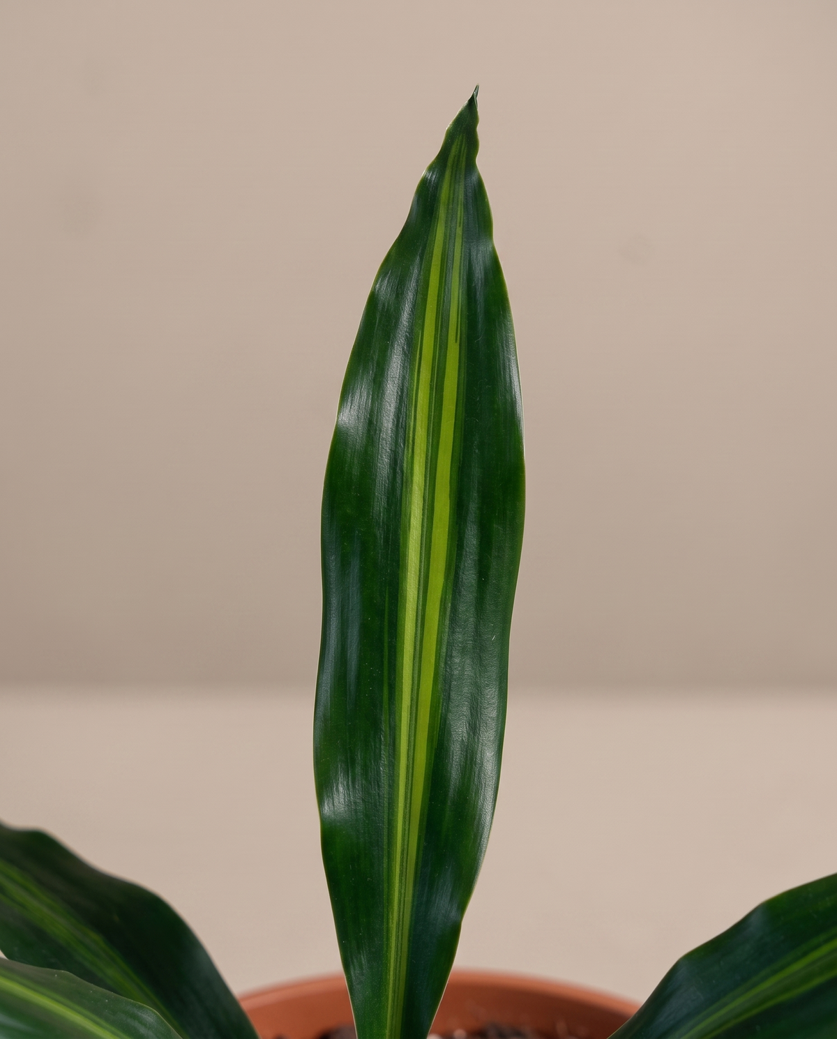 Dracaena Green leaves, close-up