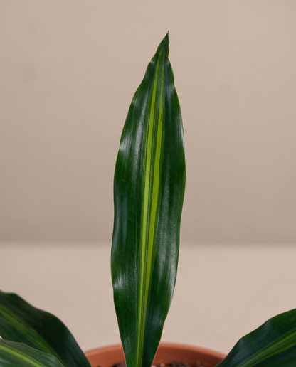 Dracaena Green leaves, close-up