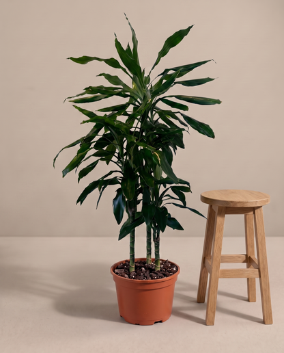 Dracaena Green in a grow pot, stool for scale