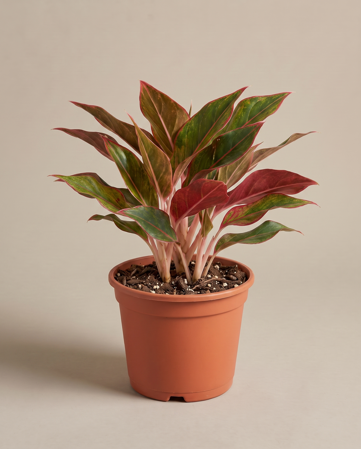 Aglaonema Red Siam in a grow pot, three-quarter