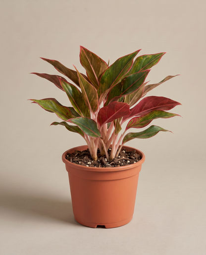 Aglaonema Red Siam in a grow pot, three-quarter