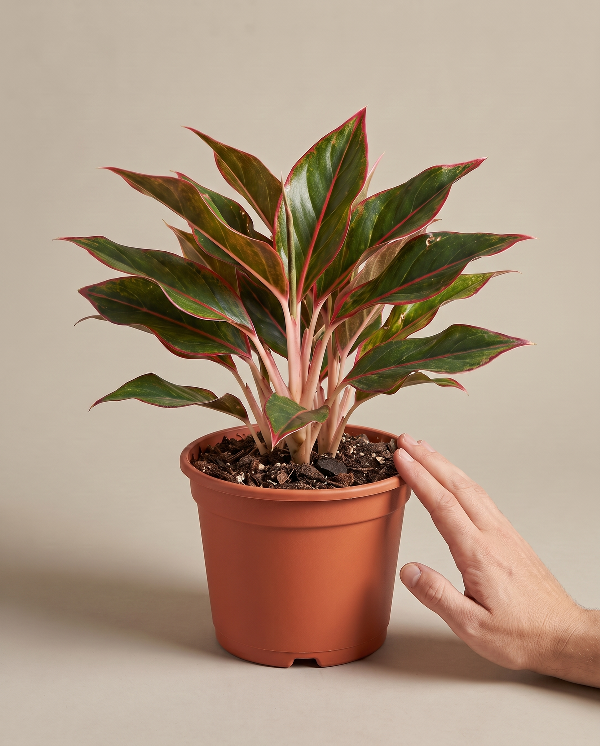 Aglaonema Red Siam in a grow pot, hand for scale