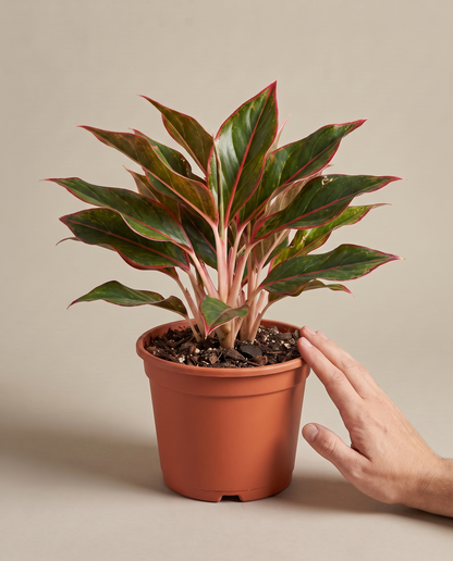 Aglaonema Red Siam in a grow pot, hand for scale