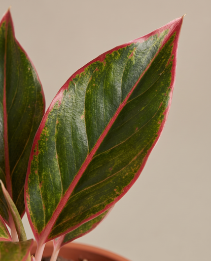 Aglaonema Red Siam leaves, close-up
