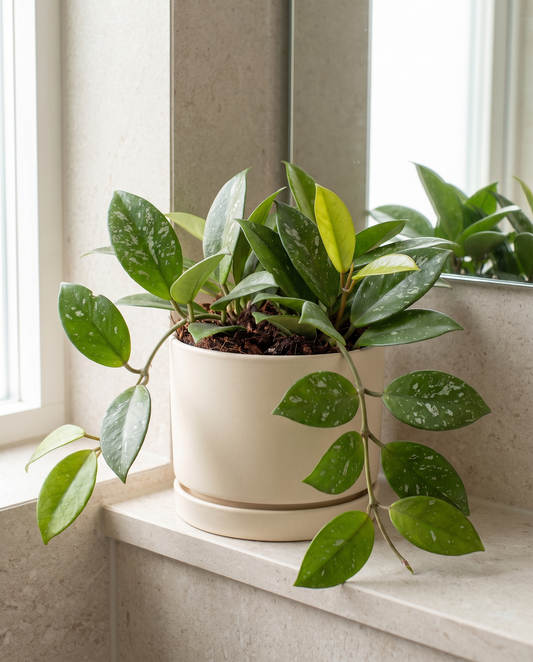 Hoya carnosa in a decorative ceramic, styled in a room